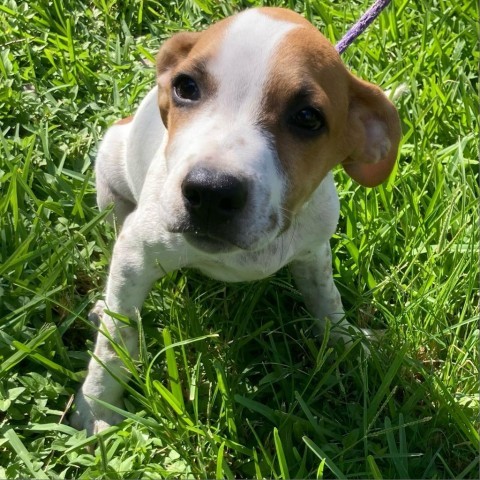 Olli, an adoptable German Shorthaired Pointer in Laredo, TX, 78041 | Photo Image 2