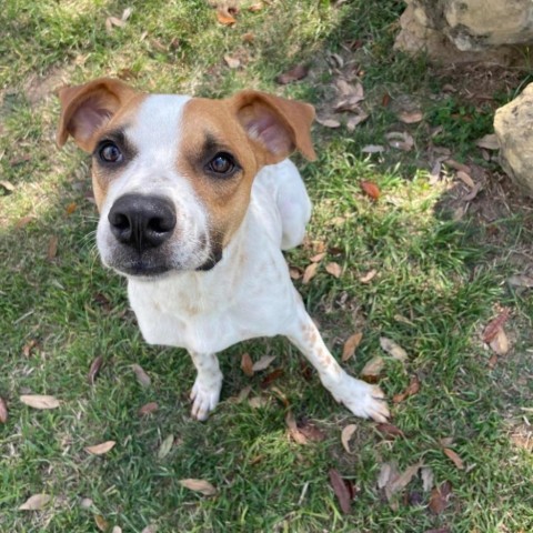 Olli, an adoptable German Shorthaired Pointer in Laredo, TX, 78041 | Photo Image 3