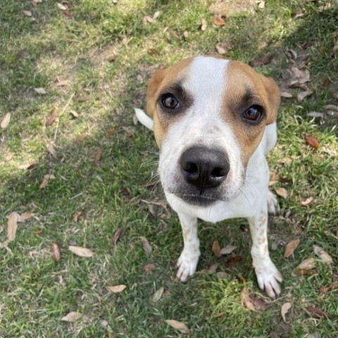 Olli, an adoptable German Shorthaired Pointer in Laredo, TX, 78041 | Photo Image 4