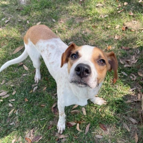 Olli, an adoptable German Shorthaired Pointer in Laredo, TX, 78041 | Photo Image 5