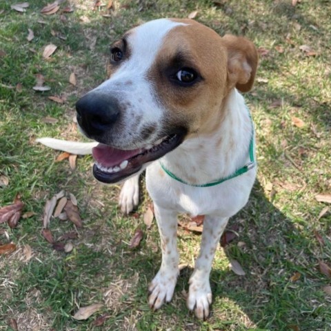 Olli, an adoptable German Shorthaired Pointer in Laredo, TX, 78041 | Photo Image 6