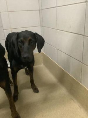 Lucy, Adult Female Doberman Pinscher
