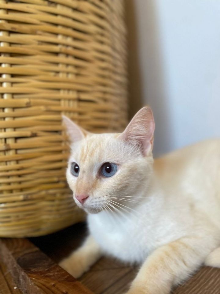 Cat for adoption - Vanilla, an American Shorthair & Siamese Mix in San ...