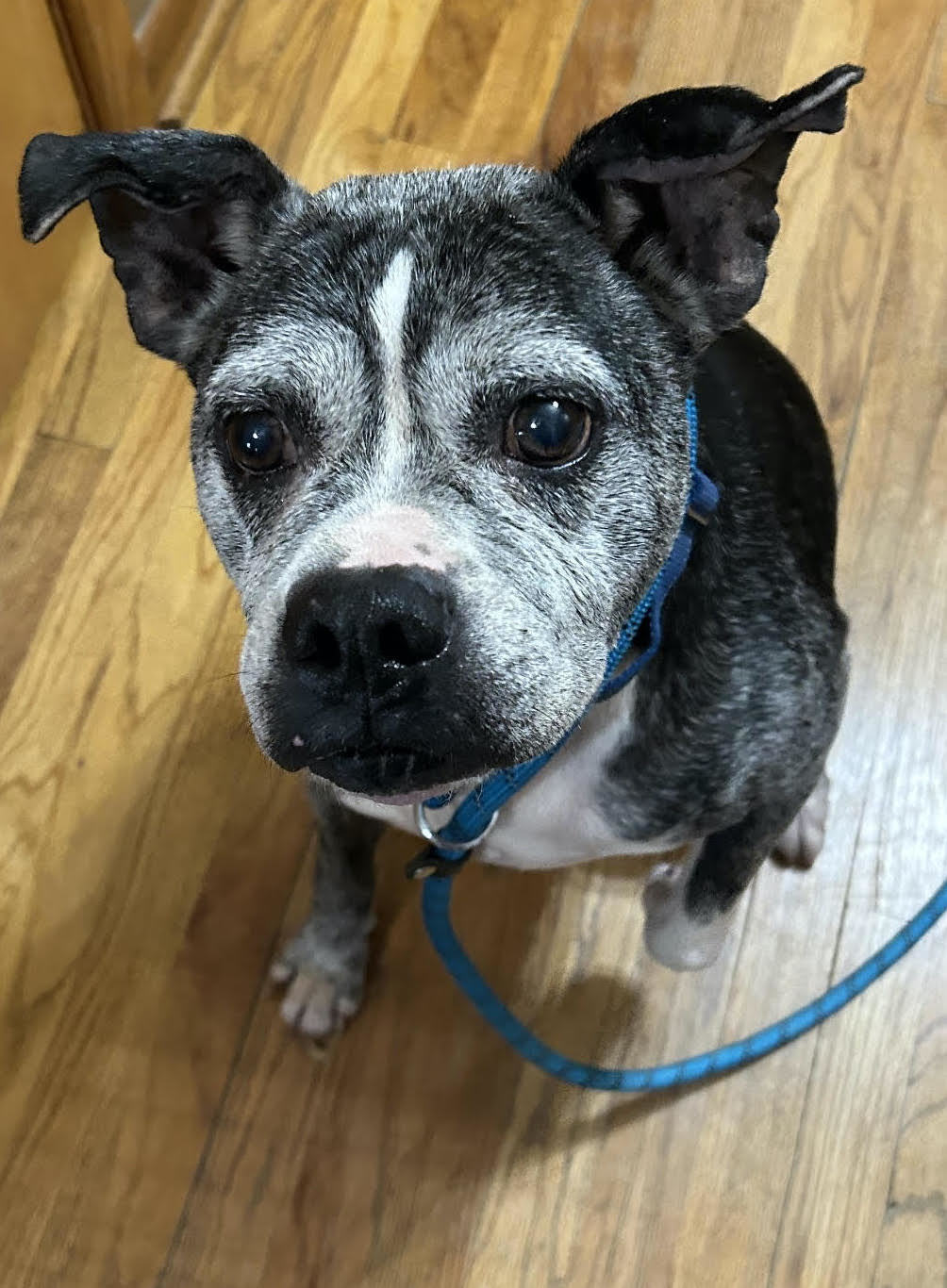 Myk, an adoptable Boxer in Owatonna, MN, 55060 | Photo Image 1