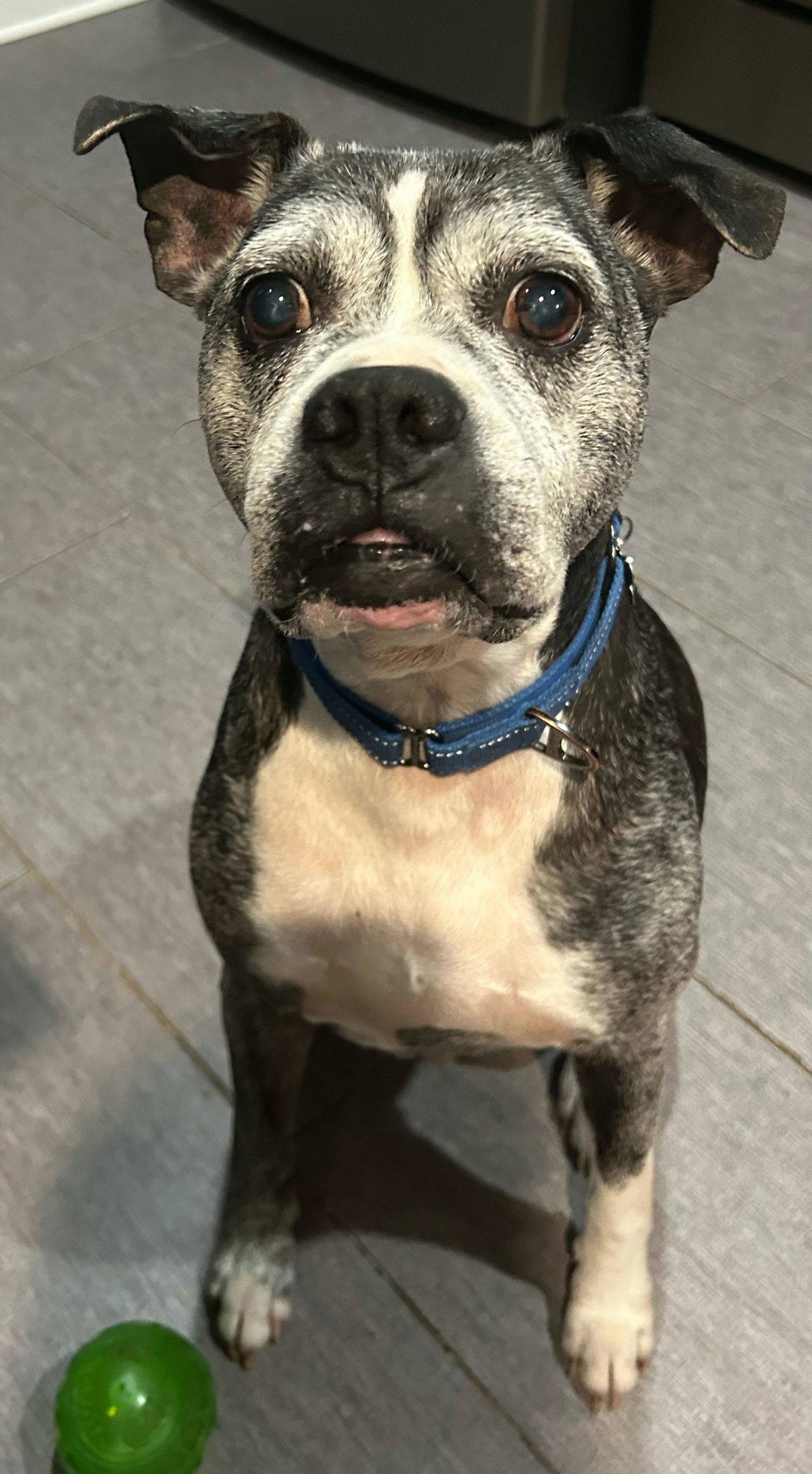 Myk, an adoptable Boxer in Owatonna, MN, 55060 | Photo Image 2