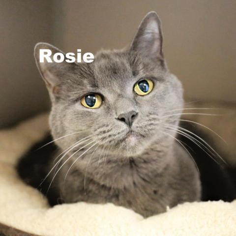 Rosie 231023, an adoptable Domestic Short Hair in Escanaba, MI, 49829 | Photo Image 1