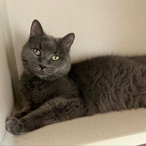 Rosie 231023, an adoptable Domestic Short Hair in Escanaba, MI, 49829 | Photo Image 2