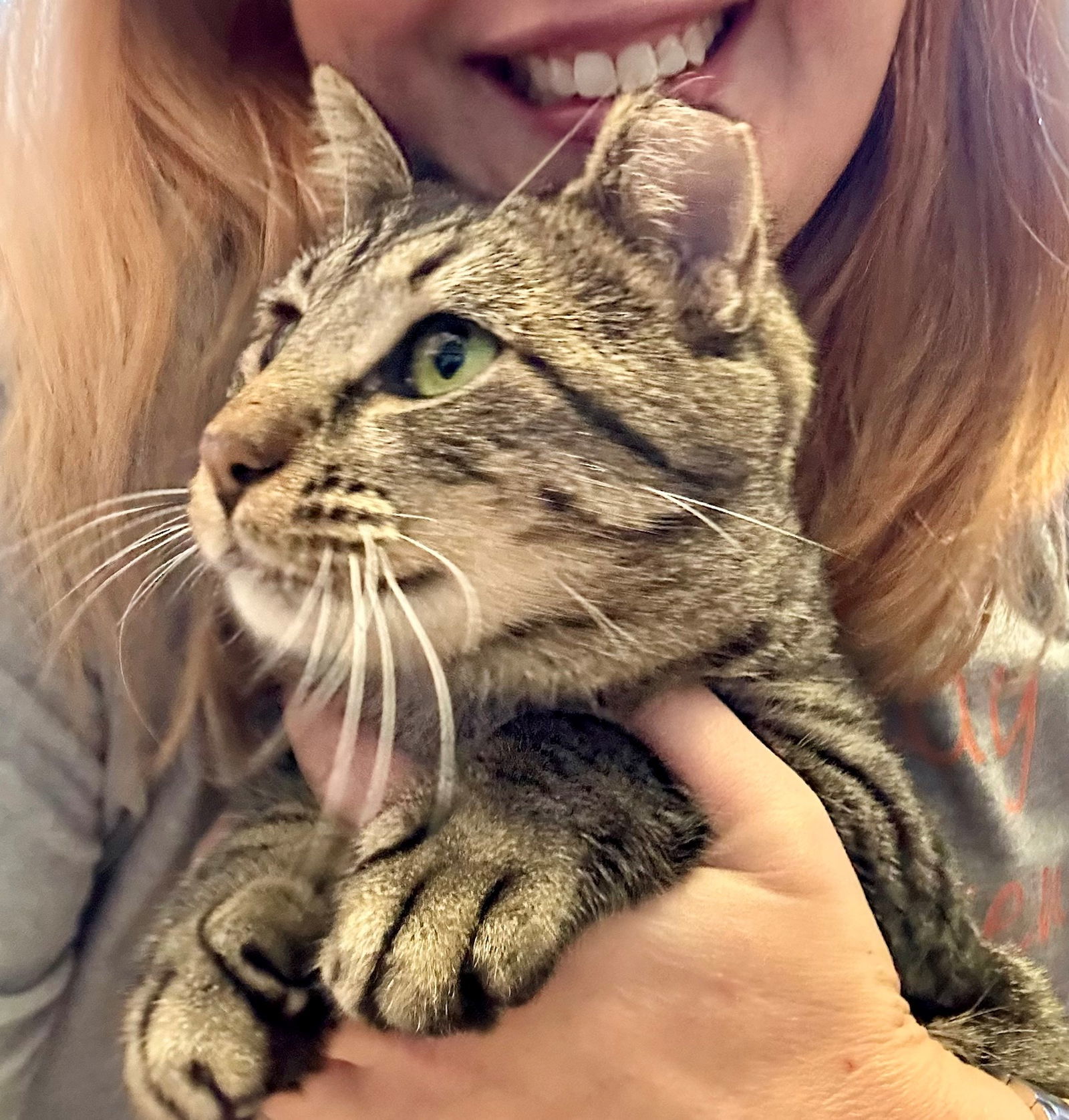 Skippy, an adoptable Domestic Short Hair in Eureka, MO, 63025 | Photo Image 1