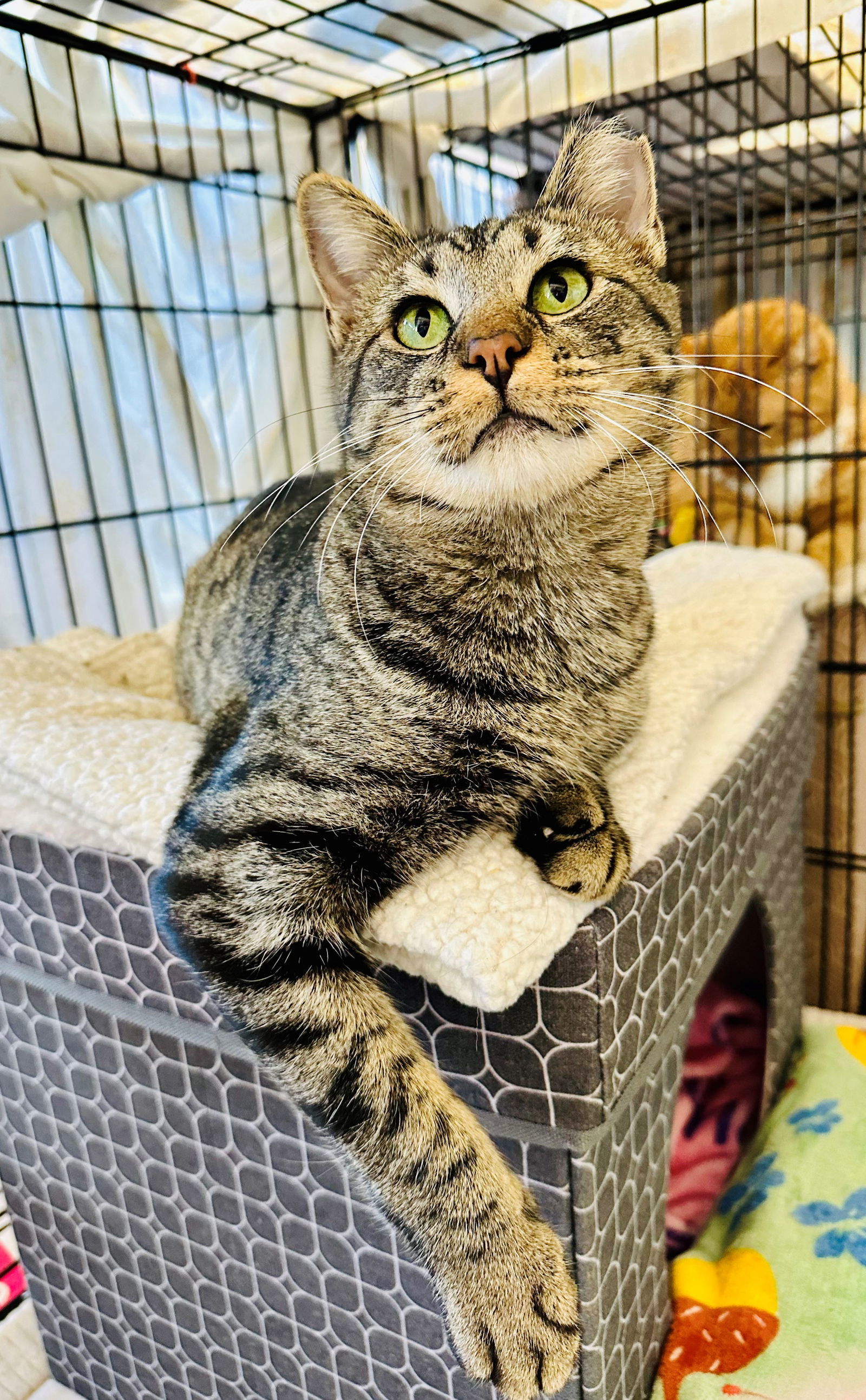 Skippy, an adoptable Domestic Short Hair in Eureka, MO, 63025 | Photo Image 2