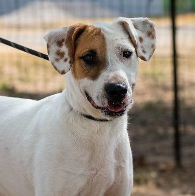 Beagle store terrier mix