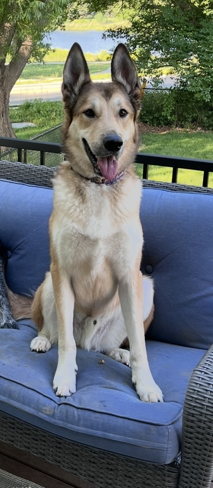 Glenn, an adoptable Labrador Retriever, Mixed Breed in De Soto, IA, 50069 | Photo Image 1