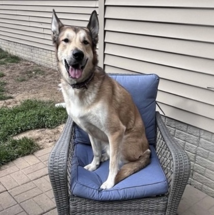 Glenn, an adoptable Labrador Retriever, Mixed Breed in De Soto, IA, 50069 | Photo Image 1