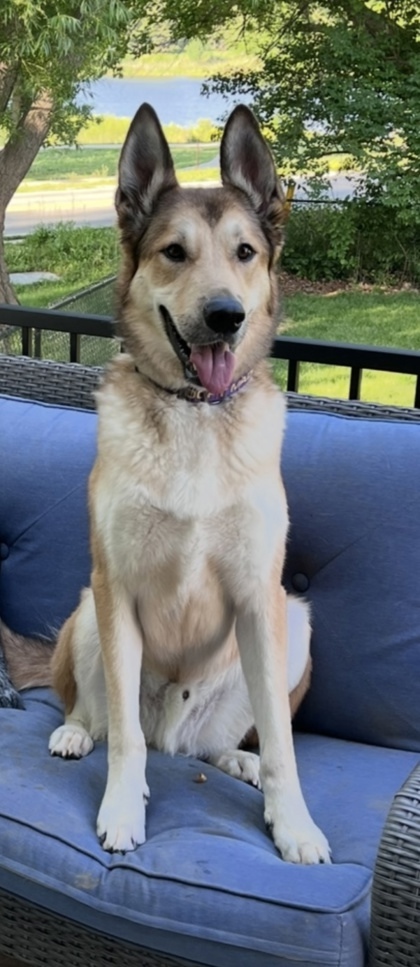 Glenn, an adoptable Labrador Retriever, Mixed Breed in De Soto, IA, 50069 | Photo Image 2