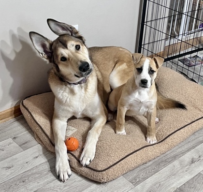 Glenn, an adoptable Labrador Retriever, Mixed Breed in De Soto, IA, 50069 | Photo Image 3