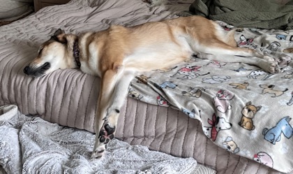 Glenn, an adoptable Labrador Retriever, Mixed Breed in De Soto, IA, 50069 | Photo Image 3