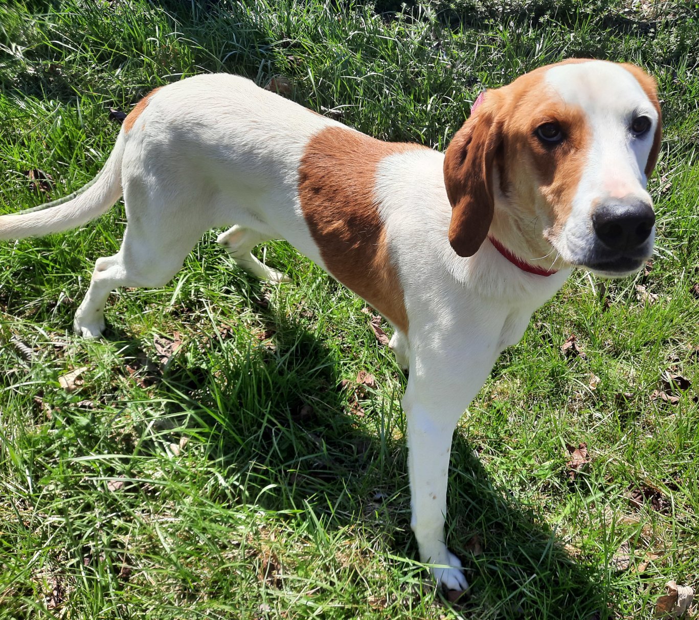 Vali, an adoptable Hound, Spaniel in Mcconnelsville, OH, 43756 | Photo Image 2