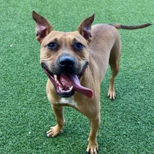 Troi, Adult Female Black Mouth Cur