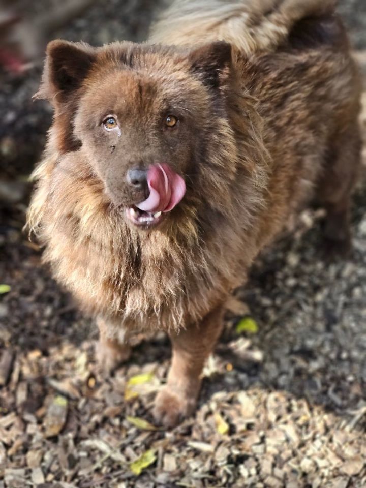 Chow chow outlet petfinder