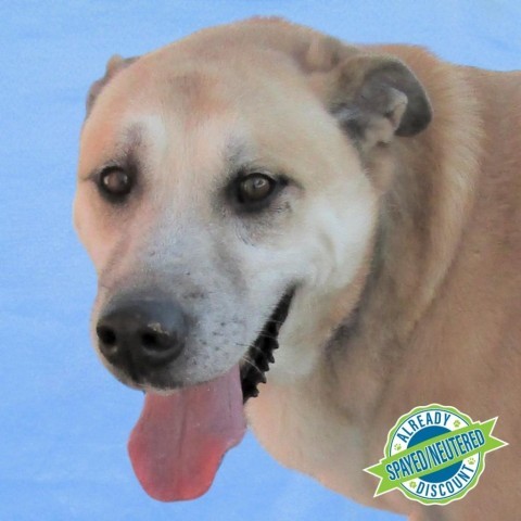 Whiskey, an adoptable Mixed Breed in Las Cruces, NM, 88012 | Photo Image 1