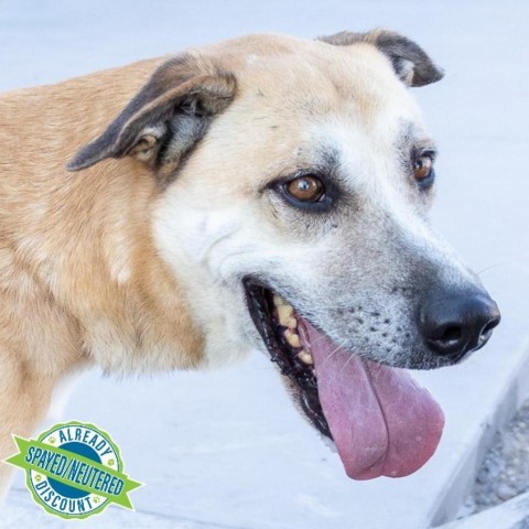 Whiskey, an adoptable Mixed Breed in Las Cruces, NM, 88012 | Photo Image 1