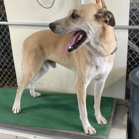 Whiskey, an adoptable Mixed Breed in Las Cruces, NM, 88012 | Photo Image 2