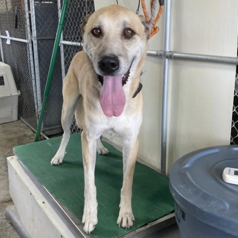 Whiskey, an adoptable Mixed Breed in Las Cruces, NM, 88012 | Photo Image 3