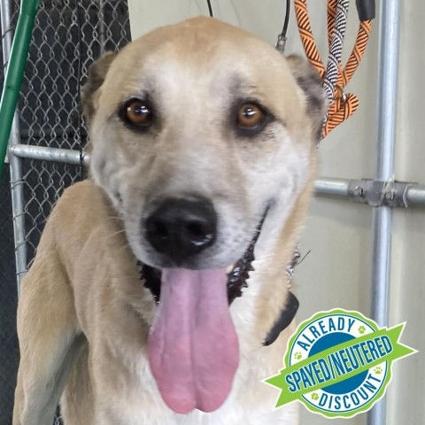 Whiskey, an adoptable Mixed Breed in Las Cruces, NM, 88012 | Photo Image 4