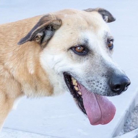 Whiskey, an adoptable Mixed Breed in Las Cruces, NM, 88012 | Photo Image 5