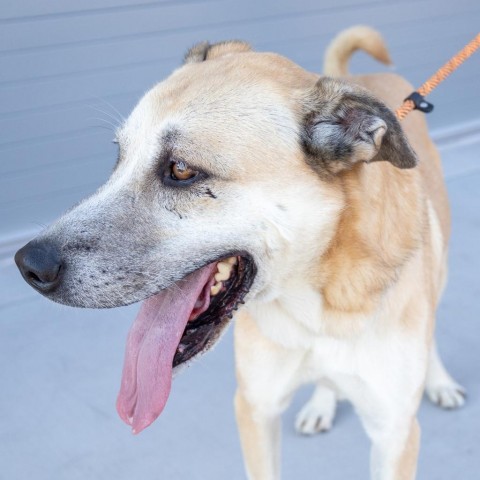 Whiskey, an adoptable Mixed Breed in Las Cruces, NM, 88012 | Photo Image 6