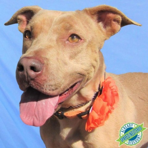 Flower, an adoptable Mixed Breed in Las Cruces, NM, 88012 | Photo Image 1