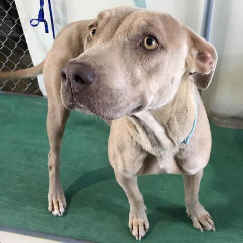 Flower, an adoptable Mixed Breed in Las Cruces, NM, 88012 | Photo Image 2