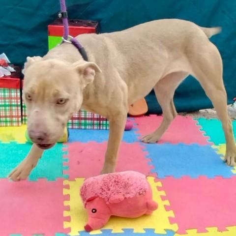 Flower, an adoptable Mixed Breed in Las Cruces, NM, 88012 | Photo Image 3