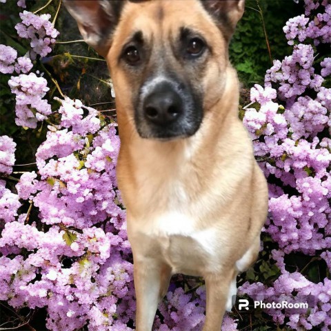 Daisy, an adoptable German Pinscher in Normal, IL, 61761 | Photo Image 1