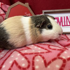 Hank, Adult Male unknown