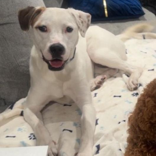 Aspen, an adoptable Great Pyrenees, Labrador Retriever in Tuscaloosa, AL, 35401 | Photo Image 1