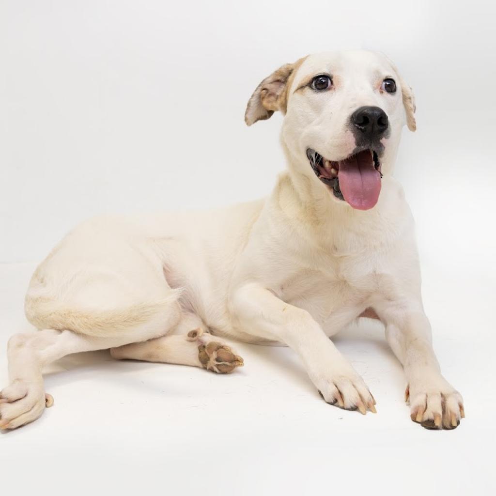 Aspen, an adoptable Great Pyrenees, Labrador Retriever in Tuscaloosa, AL, 35401 | Photo Image 2