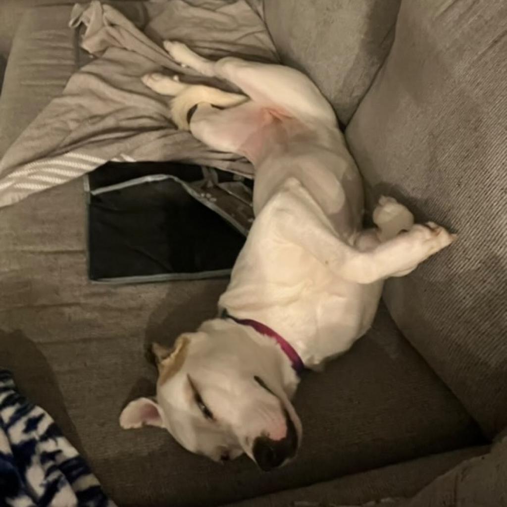 Aspen, an adoptable Great Pyrenees, Labrador Retriever in Tuscaloosa, AL, 35401 | Photo Image 3