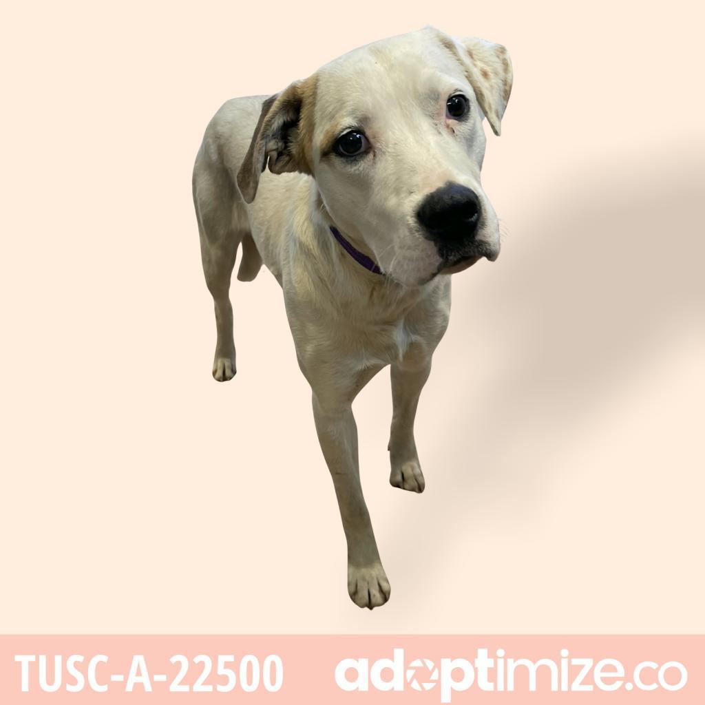Aspen, an adoptable Great Pyrenees, Labrador Retriever in Tuscaloosa, AL, 35401 | Photo Image 5