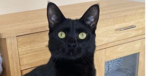 Lotus, Adult Female Domestic Short Hair