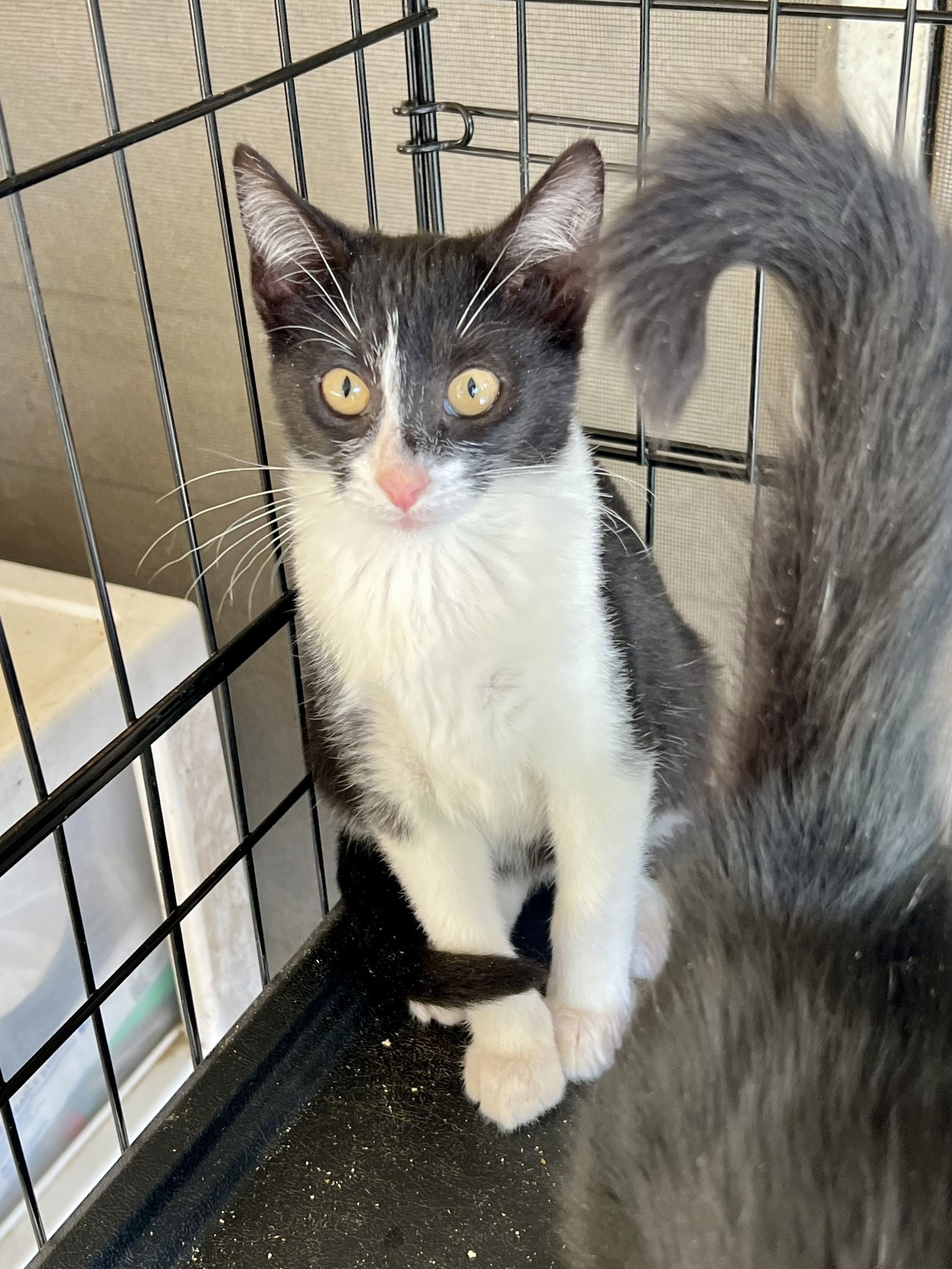 Bumblebee, an adoptable Domestic Short Hair in Hammond, LA, 70403 | Photo Image 1