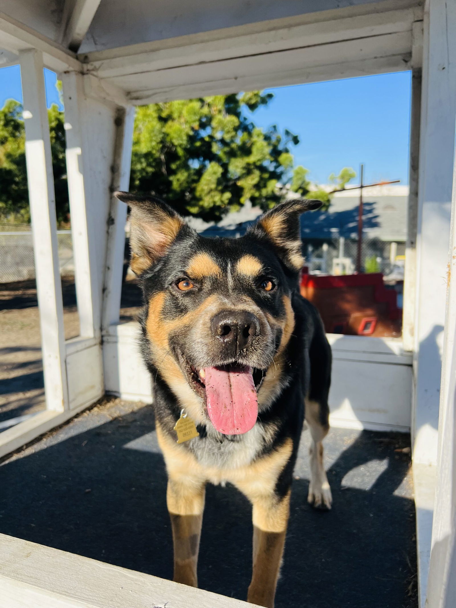 Bowser