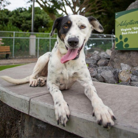 Alaska, an adoptable Mixed Breed in Kailua Kona, HI, 96740 | Photo Image 2