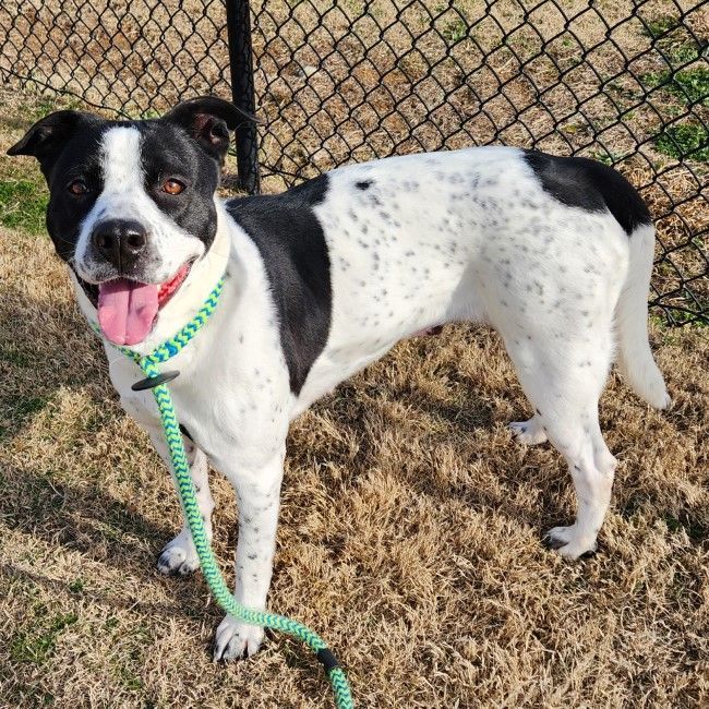 English pointer hot sale terrier mix