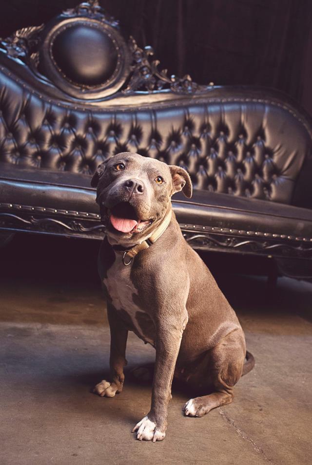 WHITNEY, an adoptable Pit Bull Terrier in Santa Maria, CA, 93455 | Photo Image 1