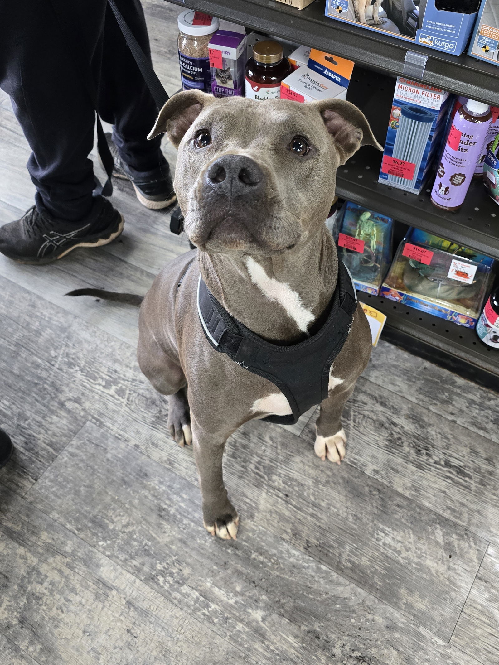 Ringo, an adoptable Pit Bull Terrier in Locust Grove, GA, 30248 | Photo Image 1