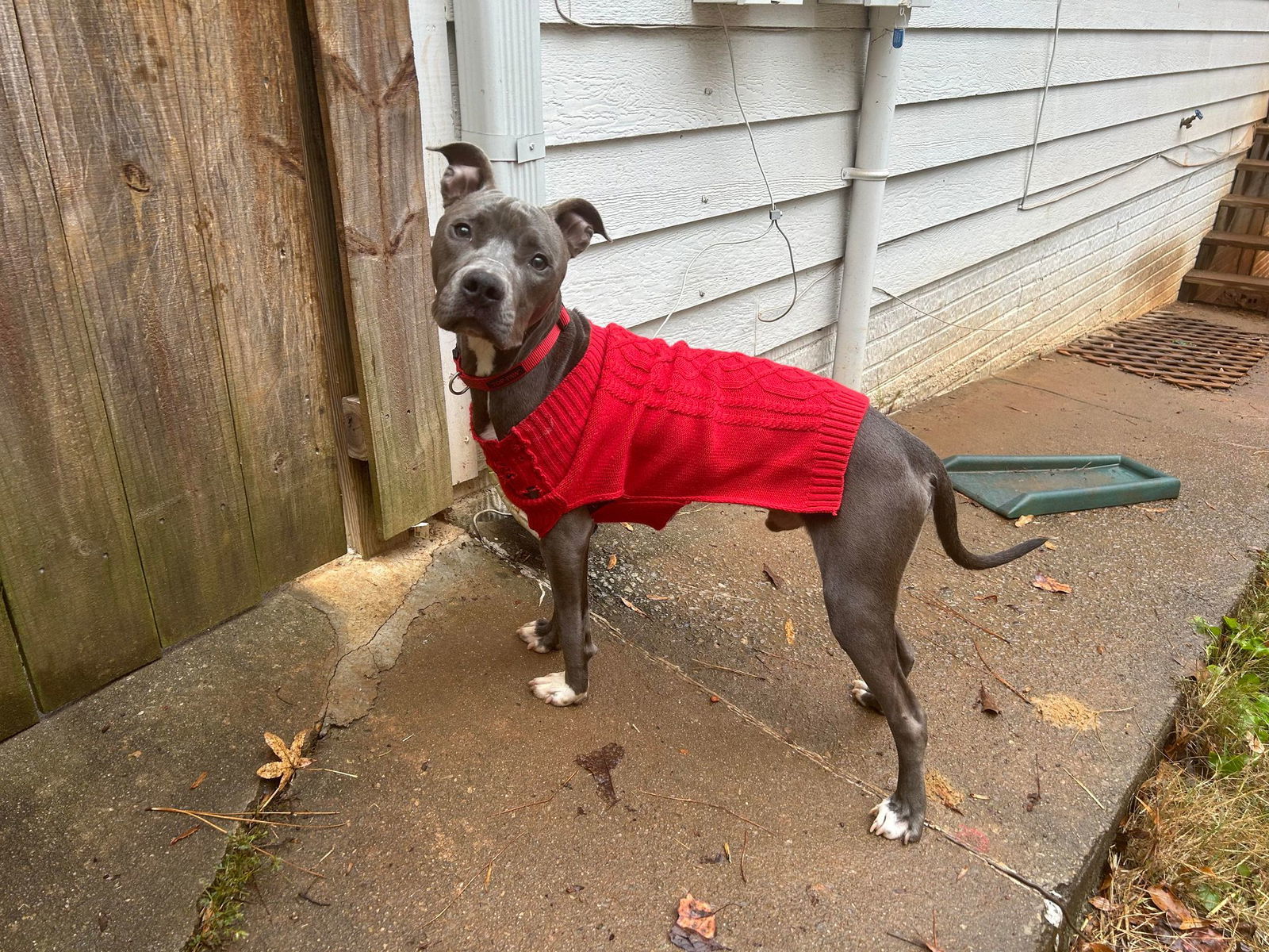 Ringo, an adoptable Pit Bull Terrier in Locust Grove, GA, 30248 | Photo Image 3