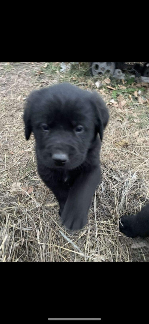 Newfoundland store lab puppies