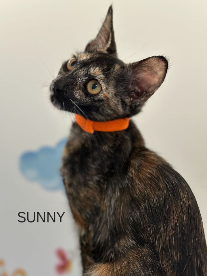 Sunny (Maui), an adopted Domestic Short Hair in Honolulu, HI_image-1