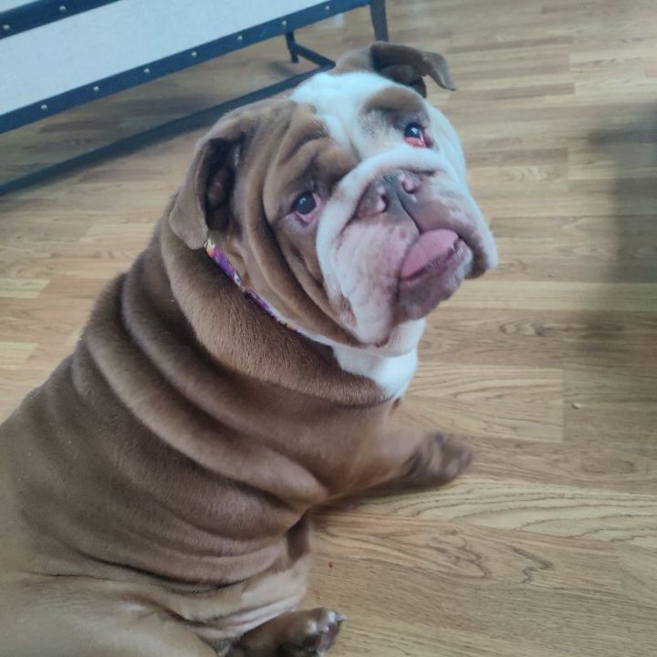 Dog for adoption - Marge, an English Bulldog in Chicago, IL