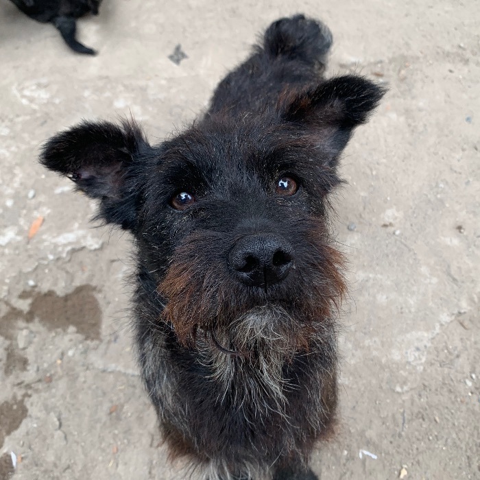 Parson russell best sale terrier schnauzer mix